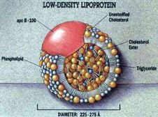 ldl